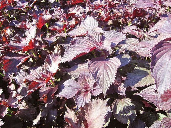 Red Shiso Herbal Tea from Shimane- ペリラティー